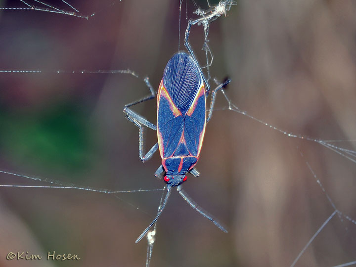 Box Elder Bug