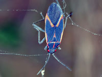 Box Elder Bug