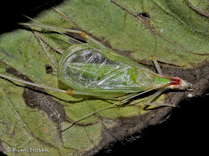 Broad-winged Tree Cricket