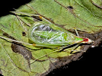 Broad-winged Tree Cricket