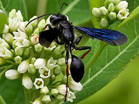 Brown-legged Grass-carrier