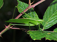 Bush Katydid