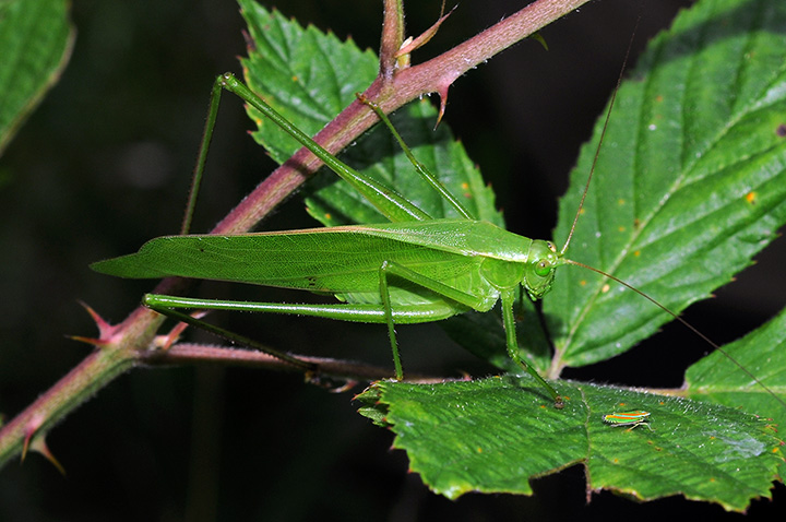 Bush Katydid