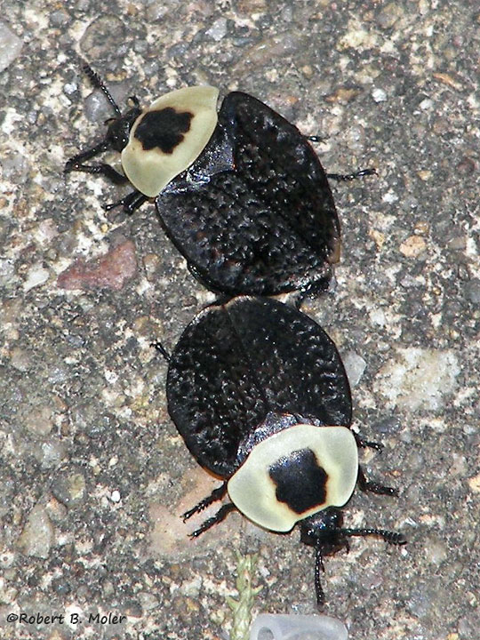 American Carrion Beetle