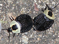 American Carrion Beetle