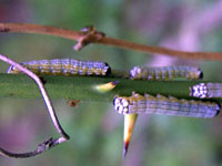 Unidentified caterpillar