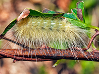 Virginia Tiger Moth Caterpillar