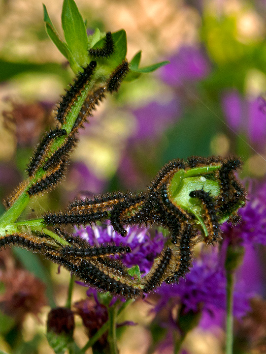 Silvery Checkerspot Caterpillar