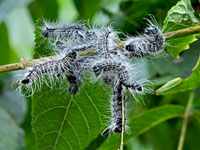 Walnut Caterpillar Moth Caterpillar