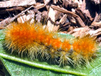 Virginia Tiger Moth Caterpillar