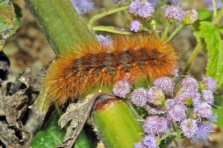 Virginian Tiger Moth (Yellow Wooly Bear)