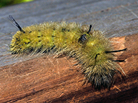 American Dagger Moth