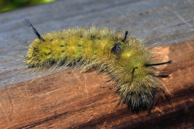 American Dagger Moth Caterpillar