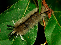Banded Tussock Moth