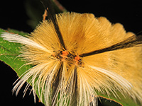 Banded Tussock Moth