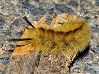 Banded Tussock Moth Caterpillar