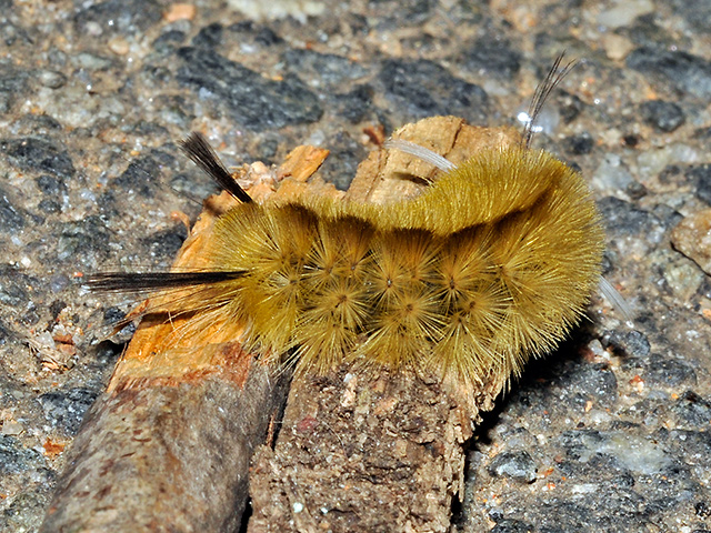Banded Tussock Moth Caterpillar