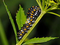 Black Swallowtail caterpillar