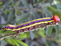 Black-spotted Pominent