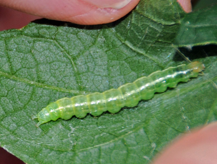 Cabbage Looper Moth Caterpillar