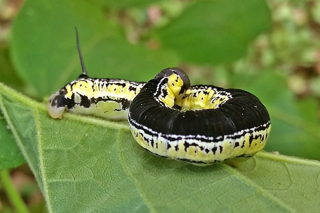 Black Swallowtail Caterpillar, Early Instar