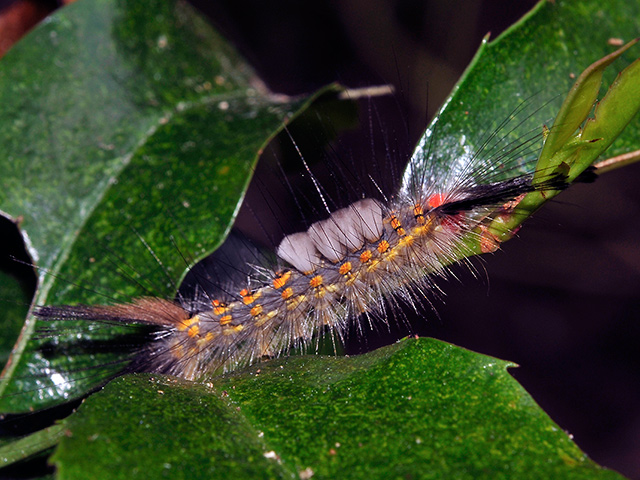 Fir Tussock Moth