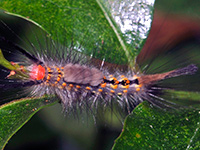 Fir Tussock Moth