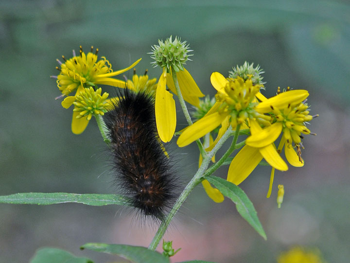 Giant Leopard Moth Caterpillar