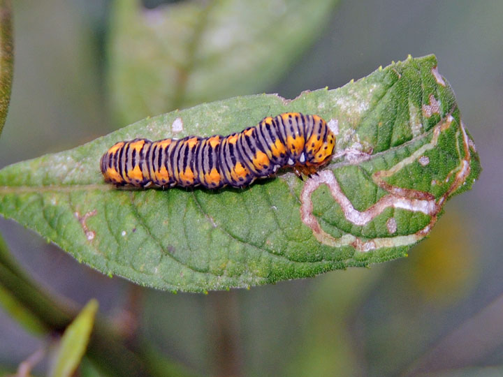 Gold Moth Caterpillar