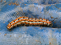 Great Spangled Fritillary Caterpillar, first instar