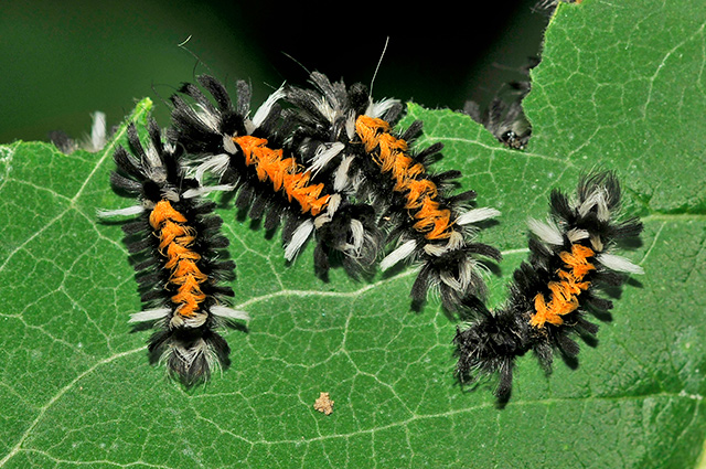 Milkweed Tussock Moth Caterpillar