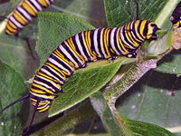 Monarch Butterfly Caterpillar