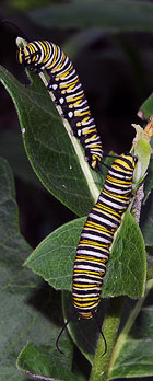 Monarch caterpillars