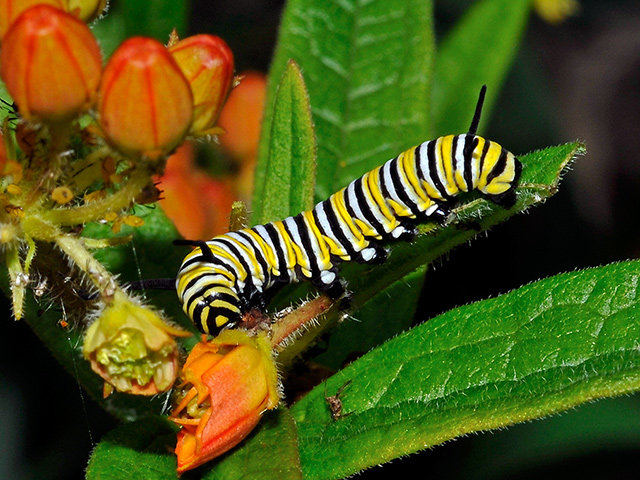 Monarch Butterfly Caterpillar