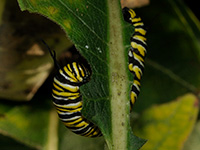 Monarch Butterfly Caterpillar