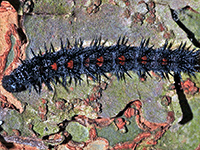 Monarch