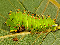Polyphemus Moth caterpillar