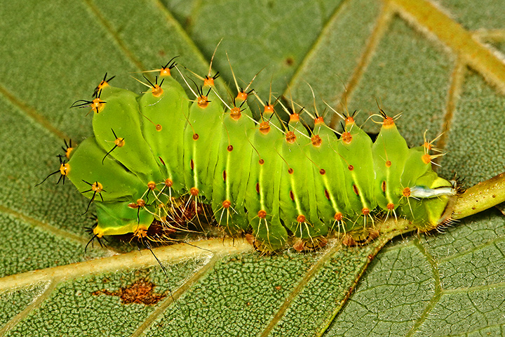 Polyphemus Moth caterpillar