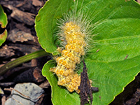 Salt Marsh Moth Caterpillar