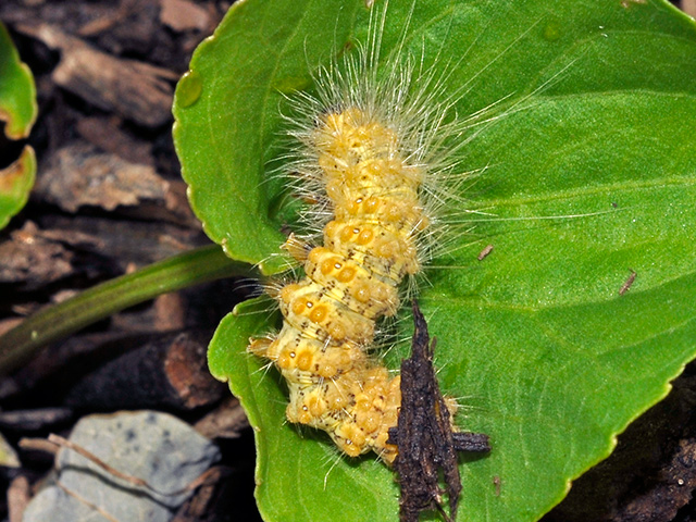 Salt Marsh Moth Caterpillar