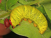 Silver-spotted Skipper Caterpillar