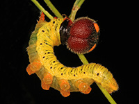 Monarch