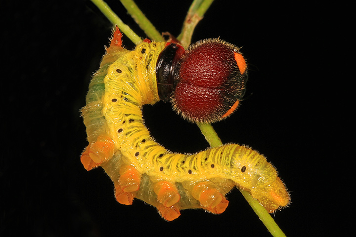 Silver Spotted Skipper Caterpillar