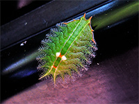 Slug Moth Caterpillar