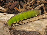 Snowberry Clearwing Moth