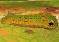 Spicebush Swallowtail