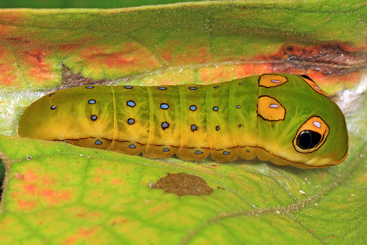 Spicebush Swallowtail Caterpillar