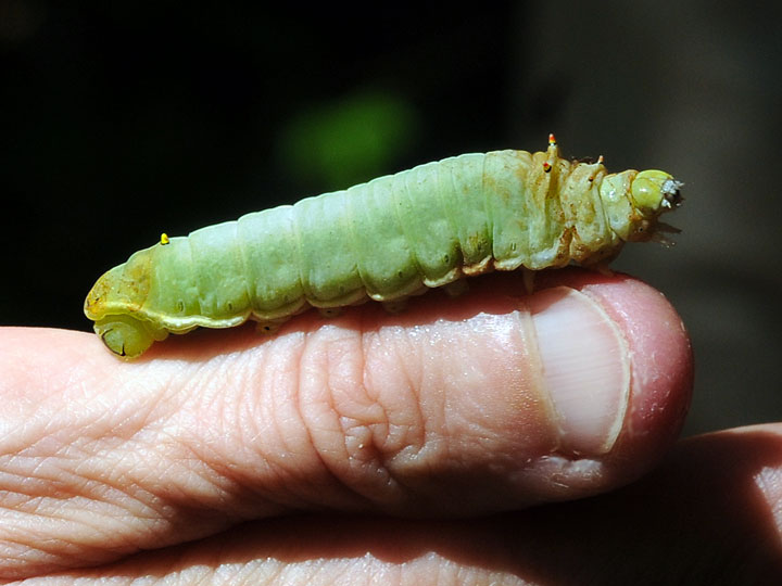 Sweetbay Silkworm Moth Caterpillar