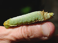 Sweetbay Silkworm Moth Caterpillar