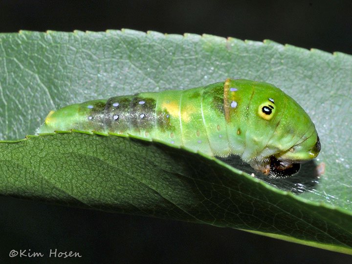 Eastern Tiger Swallowtail Caterpillar on October 16 2010